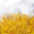 Free Nature Stock
