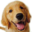 AdGuard过滤规则分享 | HelloDog